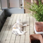 猫は人間の言葉を解すのか