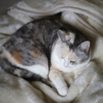 買っても買っても奪われていくから