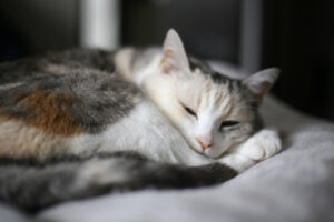 すっかり怒りっぽく