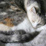 『ベッド選び』の変遷と、人生のドラマと