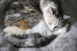 『ベッド選び』の変遷と、人生のドラマと