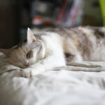 後追い・年齢のせいか