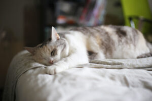 後追い・年齢のせいか