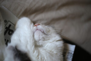 『猫、飼おうかな』と友人が言った