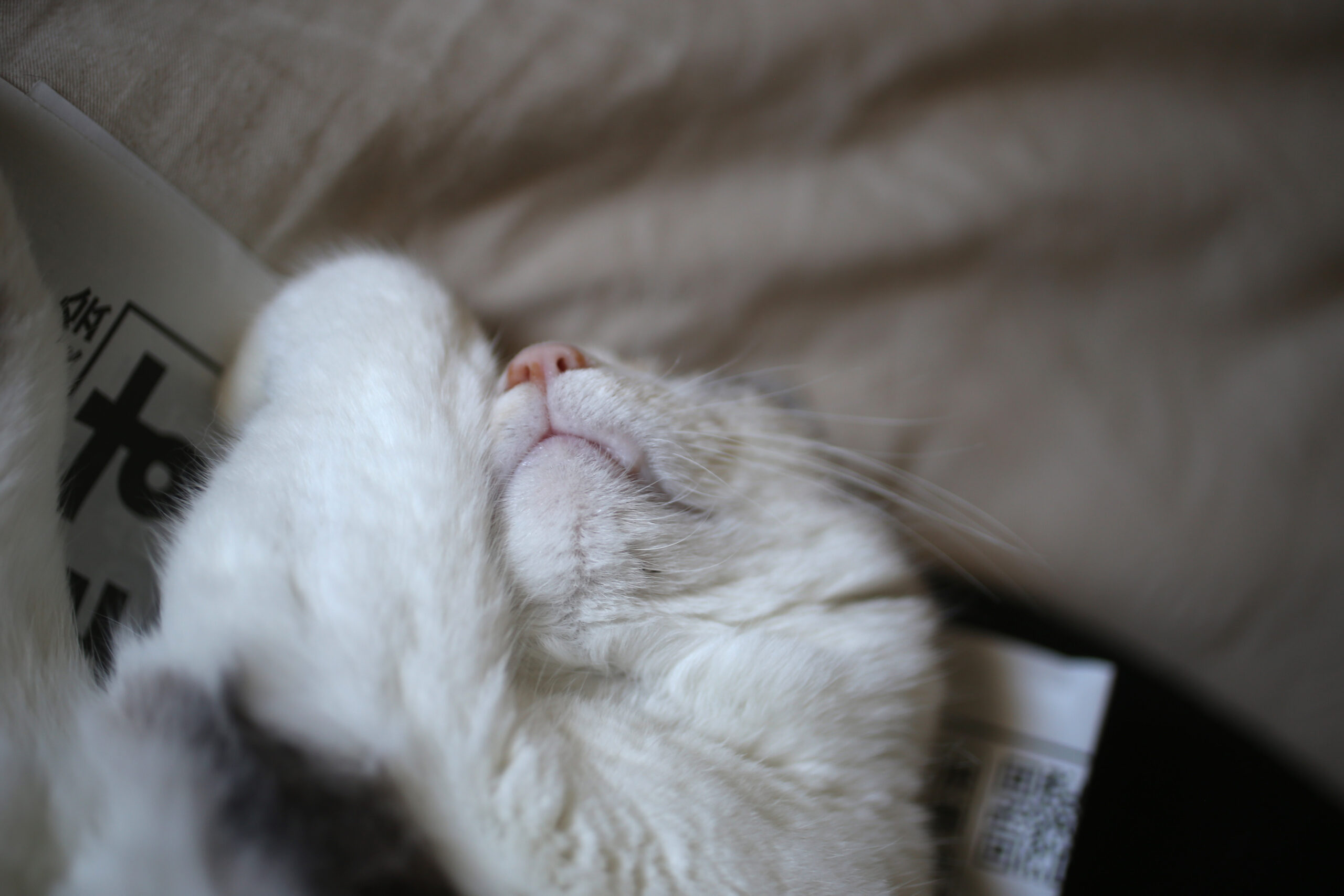 『猫、飼おうかな』と友人が言った