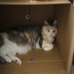 引っ越し直後の、スーパーSALE