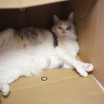 マンション→戸建てに引っ越して、よかったこと