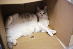 親になった途端なくしたもの