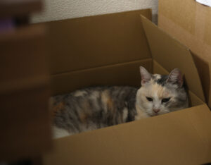 我が家は『自動ドア』