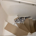 部屋着にもパジャマにも不可欠なもの