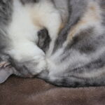 戸建て vs マンション