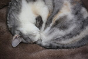 戸建て vs マンション