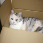 引っ越したら格段に元気になった子