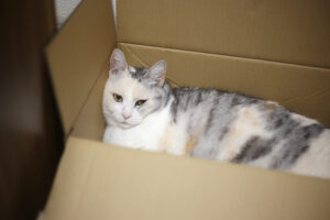 引っ越したら格段に元気になった子