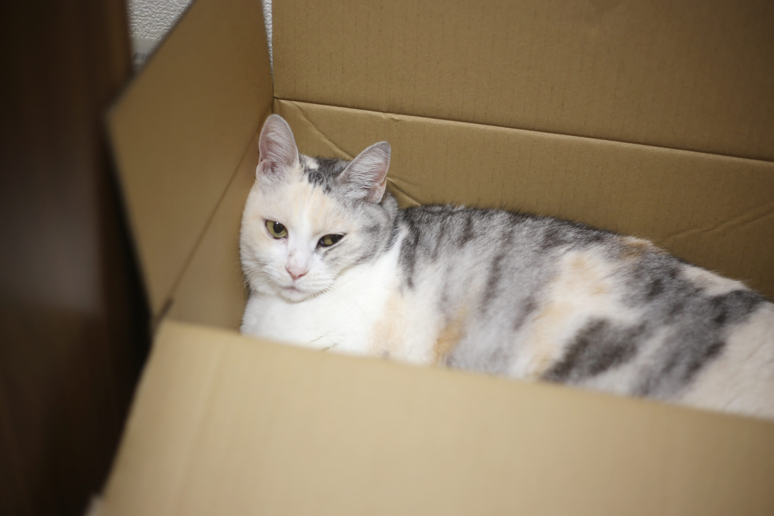 引っ越したら格段に元気になった子