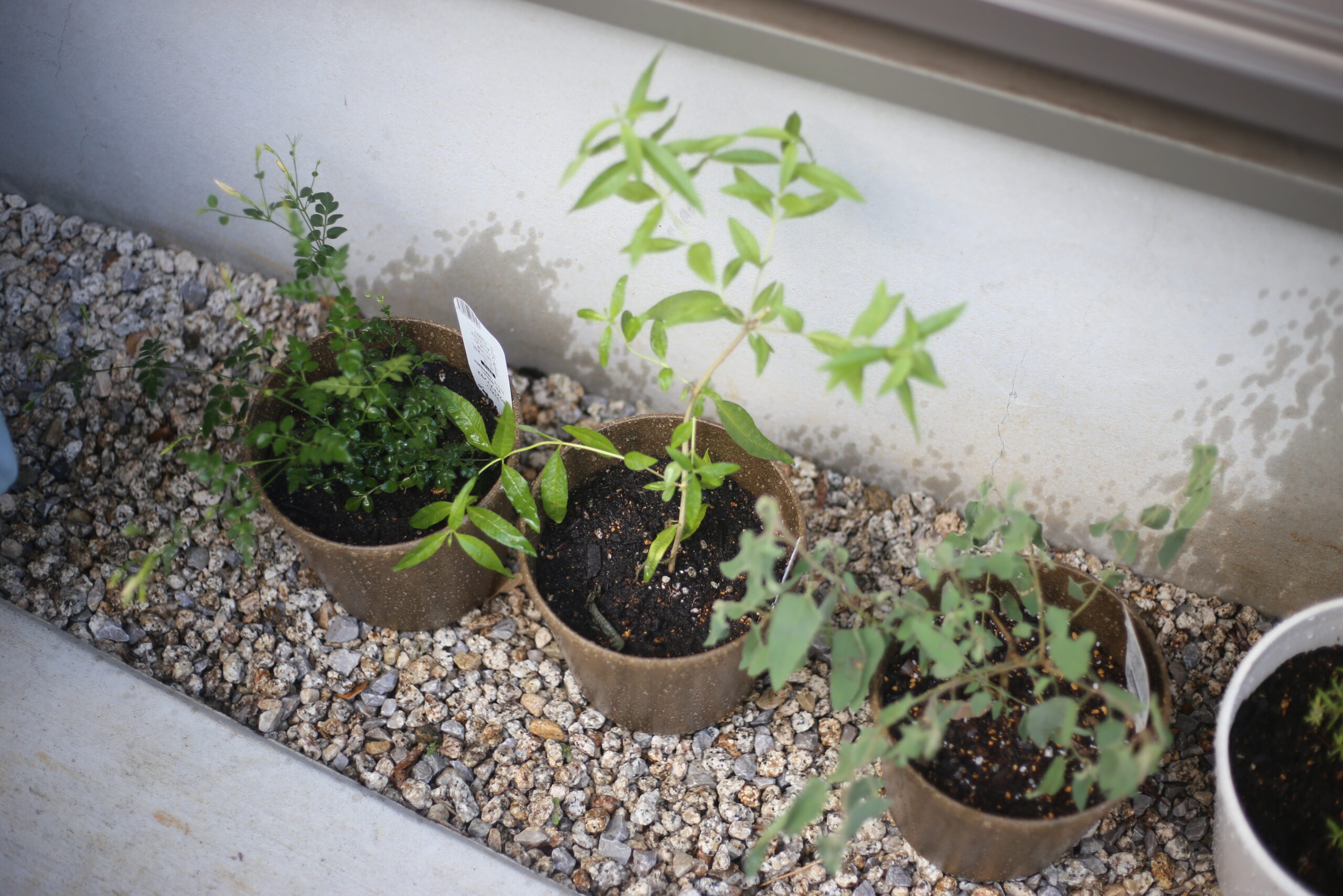 車を買うのか問題