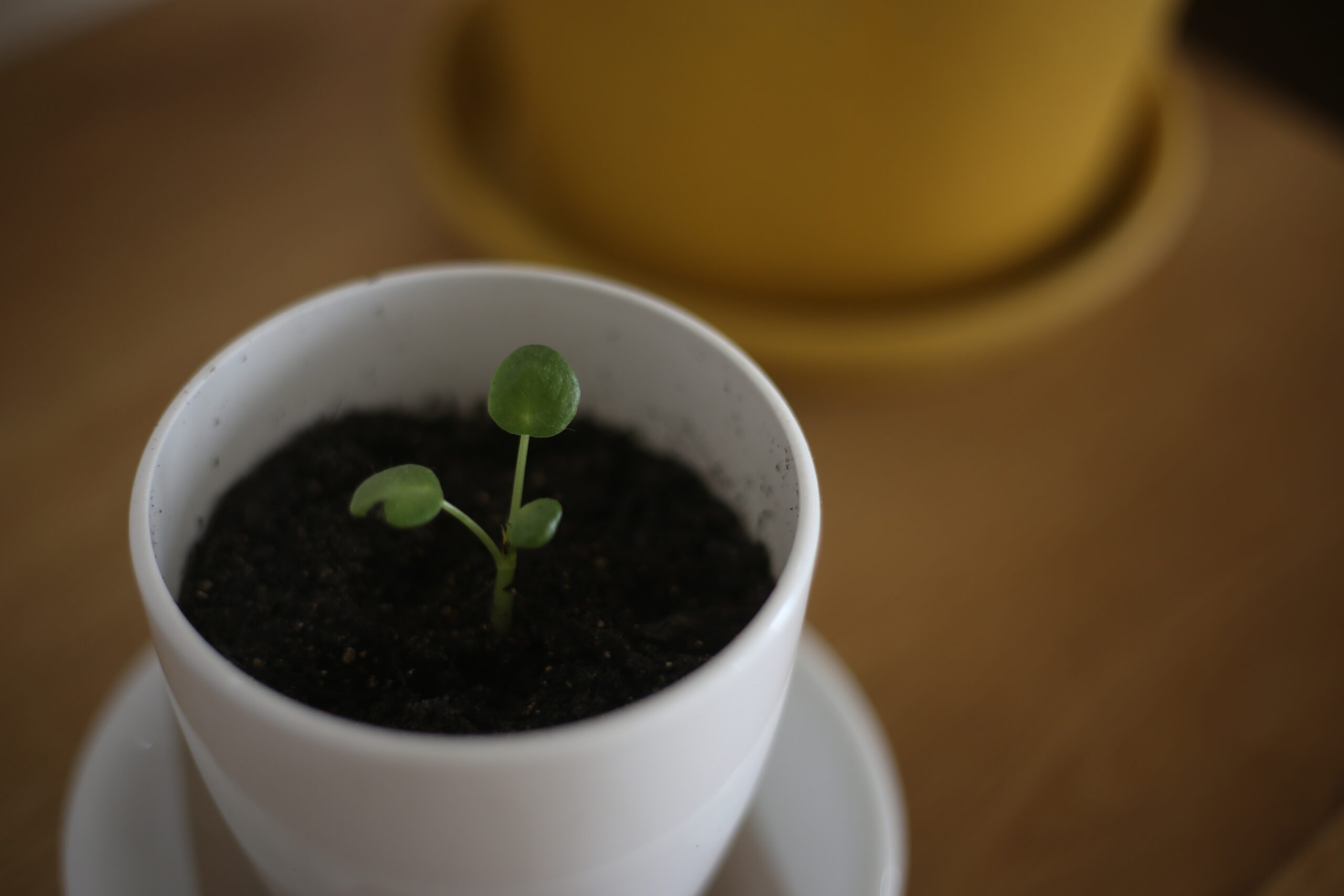 結婚記念日でした