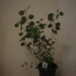 今年の年末年始のテーマは『素朴』