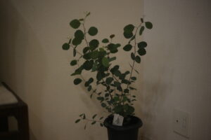 今年の年末年始のテーマは『素朴』