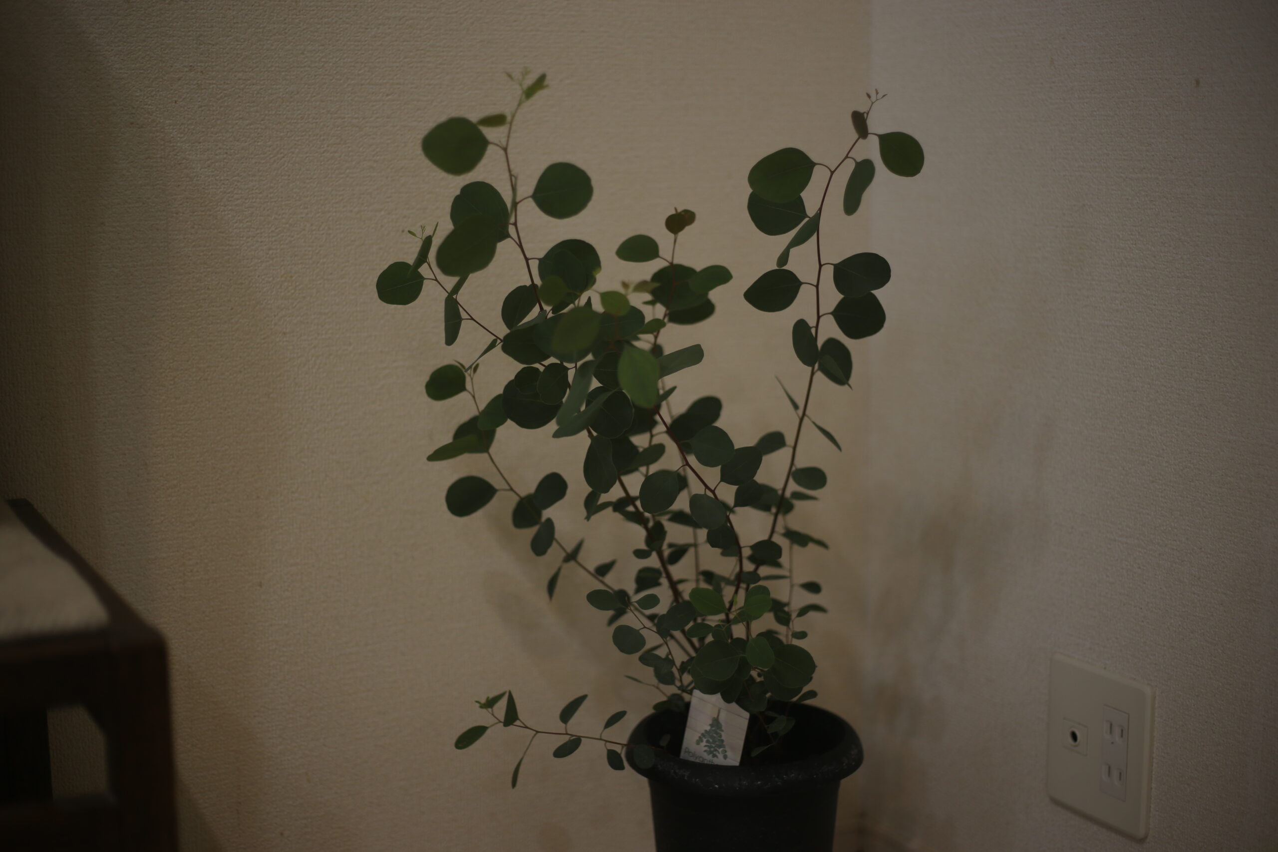 今年の年末年始のテーマは『素朴』