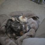 おばさんのキャパシティ