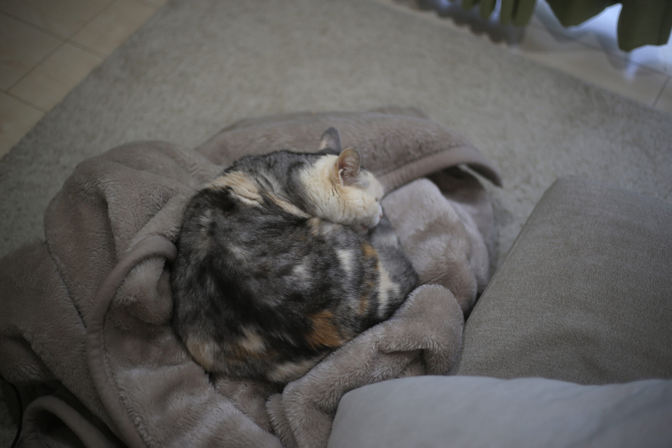 おばさんのキャパシティ