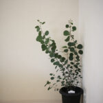 生産性のない私たち・スーパーSALE買ったものたち