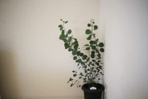 生産性のない私たち・スーパーSALE買ったものたち