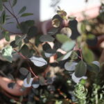 人生２周目・３周目