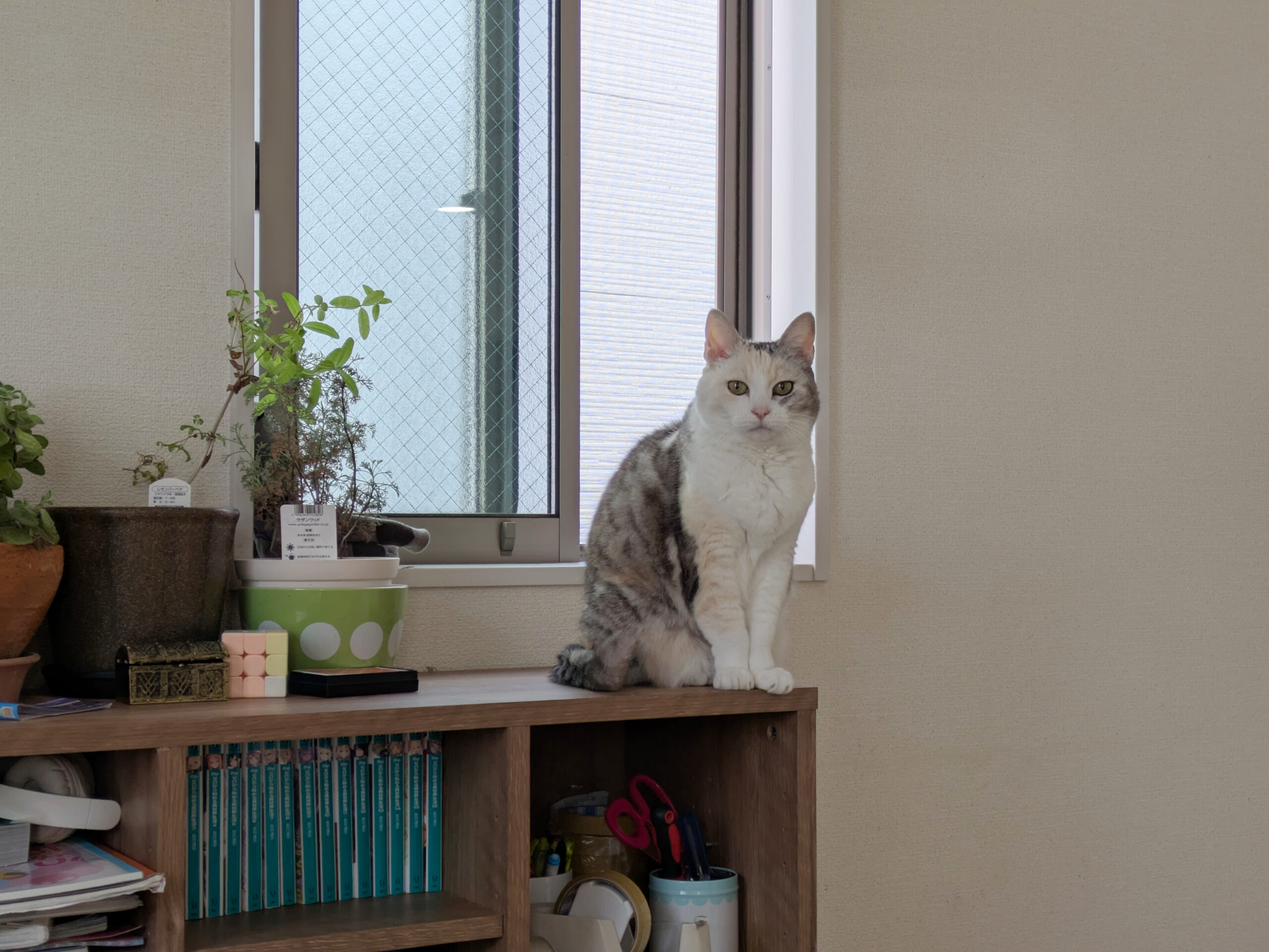 無視はいけません