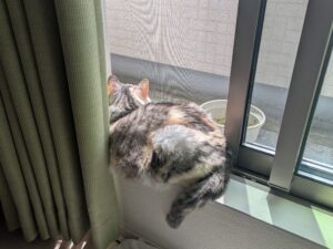 10年とは言わず、3年遅かった。