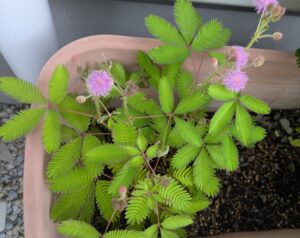 夏休みの冒険・ひとりで・夜の