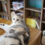ヤバいかも？子供に英語を教えた