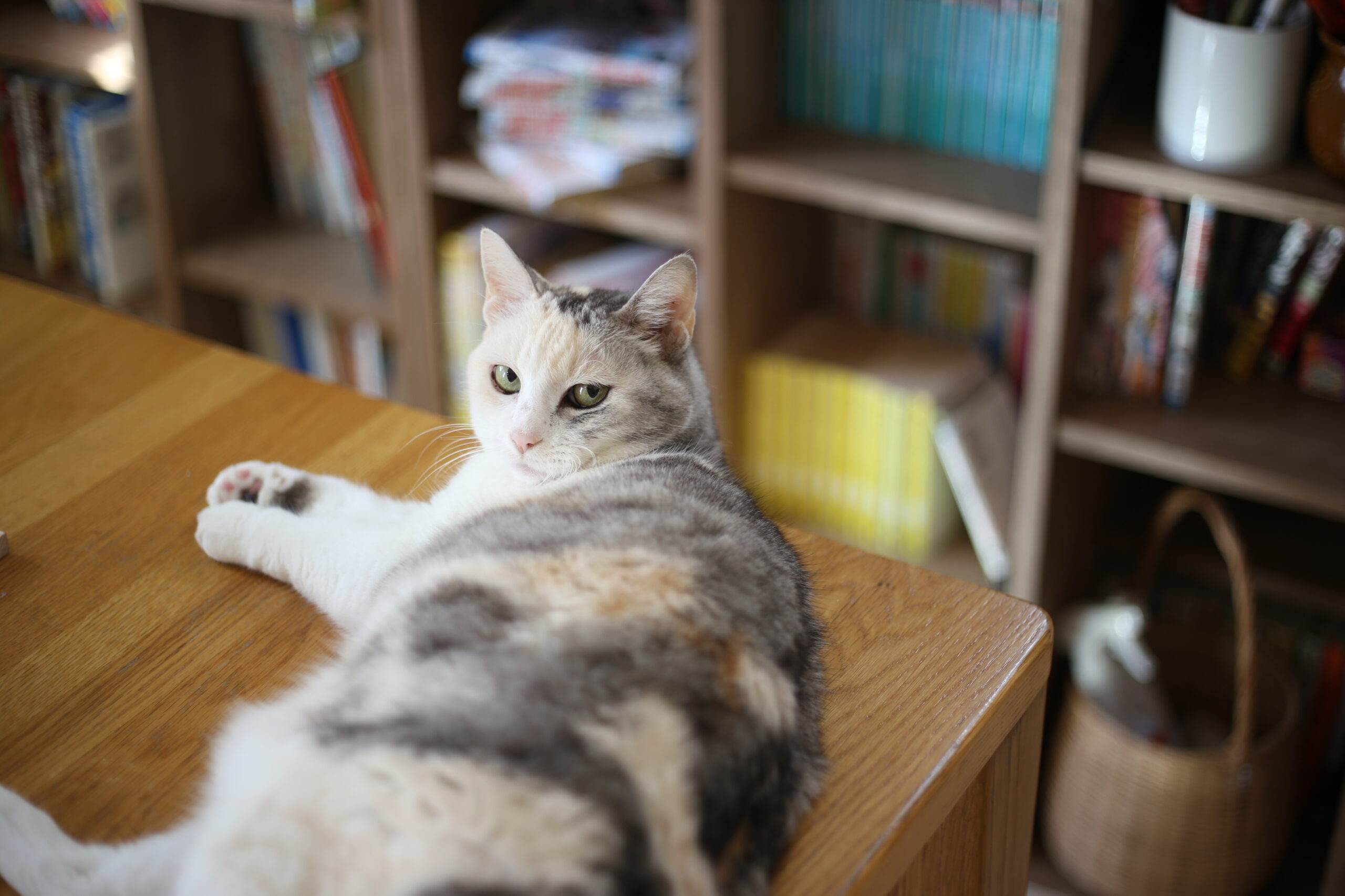ヤバいかも？子供に英語を教えた